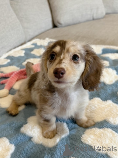 Zdjęcie №1. jamnik - na sprzedaż w Hannover | negocjowane | Zapowiedź №163657