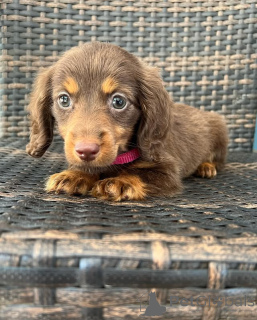 Zdjęcie №3. * Szczenięta Dachshund Playful and Lojal w USA