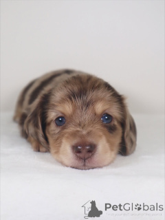 Zdjęcie №1. jamnik - na sprzedaż w Þorlákshöfn | negocjowane | Zapowiedź №159638