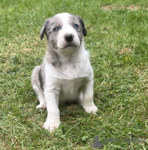 Zdjęcie №2 do zapowiedźy № 168899 na sprzedaż  border collie - wkupić się Finlandia prywatne ogłoszenie