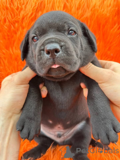 Zdjęcie №1. cane corso - na sprzedaż w Aalborg | 6zł | Zapowiedź №173397