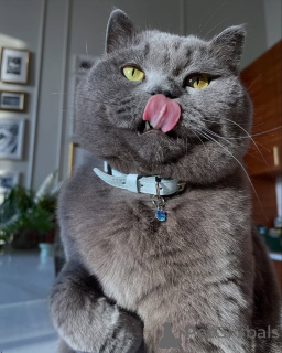 Zdjęcie №3. Spokojna, kochająca i nieskończenie elegancka Misty to spokój w Twoim zabieganym. Niemcy