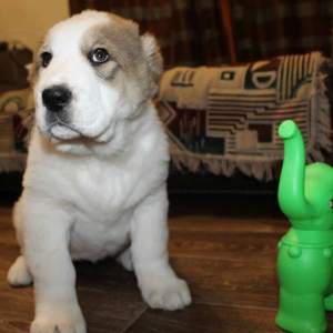 Zdjęcie №3. Sprzedam szczenięta SAO. Federacja Rosyjska