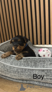 Zdjęcie №1. yorkshire terrier - na sprzedaż w Mediolan | 3348zł | Zapowiedź №135205