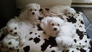 Zdjęcie №3. Bichon Fryz. Dania