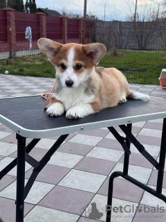 Dodatkowe zdjęcia: szczeniak walijski corgi pembroke