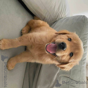 Zdjęcie №1. labrador retriever - na sprzedaż w Monachium | negocjowane | Zapowiedź №156079