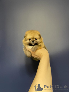 Zdjęcie №3. szczenięta pomorskie. Federacja Rosyjska