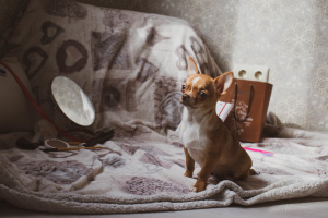 Zdjęcie №4. Sprzedam chihuahua (rasa psów) w Mińsk. od żłobka, hodowca - cena - 945zł