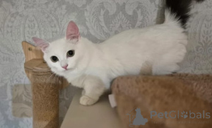 Zdjęcie №1. munchkin - na sprzedaż w Hamburg | negocjowane | Zapowiedź № 160385