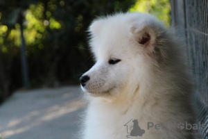 Dodatkowe zdjęcia: Samojed piękny szczeniak