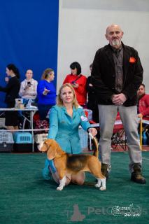 Zdjęcie №3. Szczenięta z rasowego bipha. Federacja Rosyjska