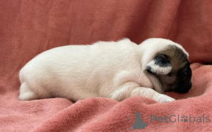 Zdjęcie №2 do zapowiedźy № 158838 na sprzedaż  buldog francuski - wkupić się Luksemburg hodowca