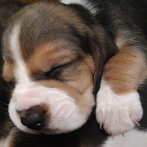 Zdjęcie №2 do zapowiedźy № 4383 na sprzedaż  beagle (rasa psa) - wkupić się Białoruś 