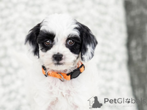 Zdjęcie №2 do zapowiedźy № 155610 na sprzedaż  labradoodle - wkupić się Włochy prywatne ogłoszenie