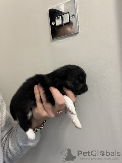 Zdjęcie №2 do zapowiedźy № 126758 na sprzedaż  szpic miniaturowy - wkupić się Francja 