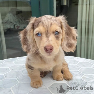 Zdjęcie №3. Małe ciało, wielki duch! Poznaj Milo, nieustraszonego małego odkrywcę, który. Chiny