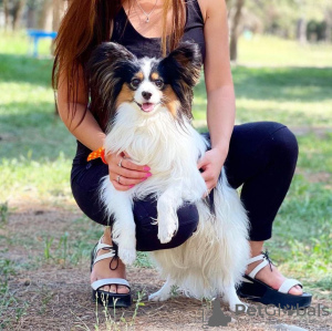 Zdjęcie №4. Sprzedam papillon (rasa psów) w Мерсин. prywatne ogłoszenie - cena - negocjowane