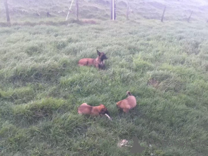 Zdjęcie №4. Sprzedam malinois w Darmstadt. hodowca - cena - 1913zł