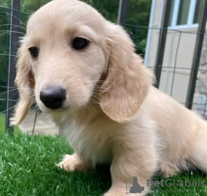 Zdjęcie №2 do zapowiedźy № 132026 na sprzedaż  jamnik - wkupić się Estonia hodowca