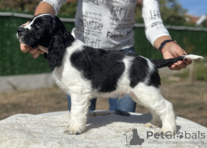 Zdjęcie №4. Sprzedam springer spaniel angielski w Plovdiv. hodowca - cena - 6278zł