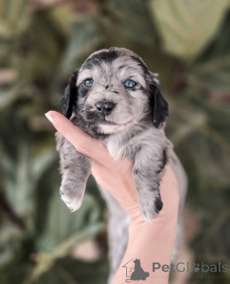 Zdjęcie №2 do zapowiedźy № 155449 na sprzedaż  jamnik - wkupić się Szwajcaria prywatne ogłoszenie