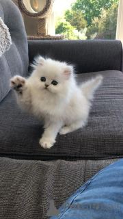 Zdjęcie №2 do zapowiedźy № 158832 na sprzedaż  chinchilla cat - wkupić się Niemcy ze schronu, hodowca