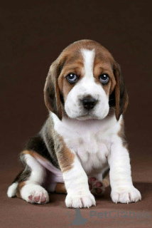 Zdjęcie №1. beagle (rasa psa) - na sprzedaż w Kijów | 2721zł | Zapowiedź №61906