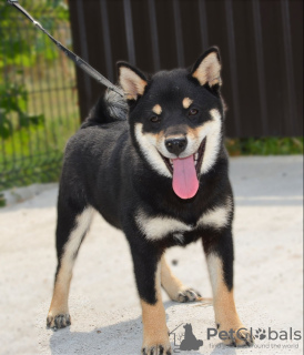 Dodatkowe zdjęcia: Shiba Inu szczeniaki