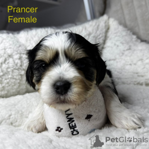 Zdjęcie №3. Wunderschöne Cavalier/Malteser-Welpen. Niemcy