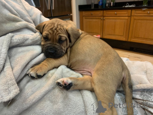 Zdjęcie №3. Szczenięta Bullmastiff. Dania