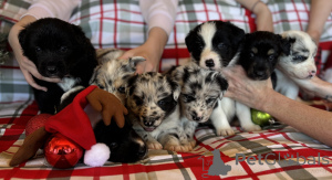 Zdjęcie №1. border collie - na sprzedaż w Cheung Sha | 11585zł | Zapowiedź №160724