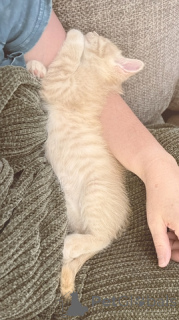 Zdjęcie №1. maine coon - na sprzedaż w 665 miejsce Colonia | 305zł | Zapowiedź № 148697