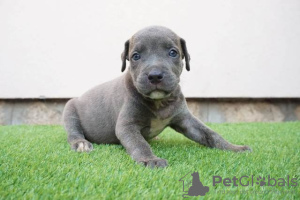 Zdjęcie №3. Szczenięta Pitbull Bluenose. Serbia