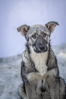 Zdjęcie №1. pies nierasowy - na sprzedaż w Москва | Bezpłatny | Zapowiedź №48020