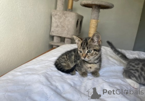 Zdjęcie №1. munchkin - na sprzedaż w Monachium | negocjowane | Zapowiedź № 161179