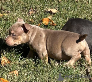 Zdjęcie №3. Twoje świąteczne życzenie dotarło! Poznaj Holly, naszą liliową kieszonkową. Wielka Brytania