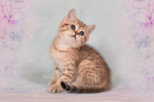 Zdjęcie №3. Sprzedawane są kocięta rasy munchkin, dla kotów 2,5 miesiąca. Federacja Rosyjska