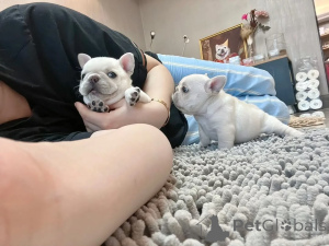 Zdjęcie №3. Szczeniak buldoga francuskiego do adopcji!. Niemcy