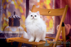Zdjęcie №3. Srebrny puszysty kot szkocki. Federacja Rosyjska