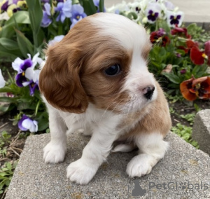 Zdjęcie №1. cavalier king charles spaniel - na sprzedaż w Berlin | 2302zł | Zapowiedź №127110