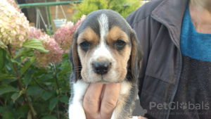Zdjęcie №1. beagle (rasa psa) - na sprzedaż w Smorgon | 673zł | Zapowiedź №13044