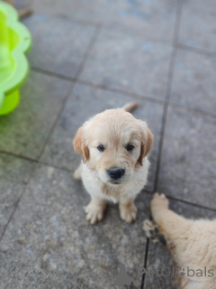 Zdjęcie №2 do zapowiedźy № 177479 na sprzedaż  golden retriever - wkupić się Francja prywatne ogłoszenie