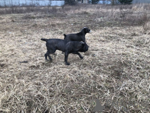 Zdjęcie №4. Sprzedam cane corso w Kijów. prywatne ogłoszenie, hodowca - cena - negocjowane