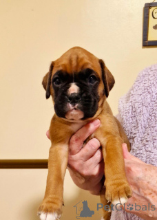 Zdjęcie №4. Sprzedam pies nierasowy w Vienna. hodowca - cena - 1196zł