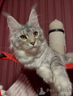 Zdjęcie №2 do zapowiedźy № 155327 na sprzedaż  maine coon - wkupić się Austria prywatne ogłoszenie