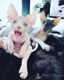 Zdjęcie №1. sfinks - na sprzedaż w DaszeWice | 2700zł | Zapowiedź № 158954