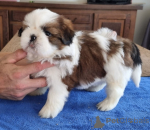 Zdjęcie №4. Sprzedam shih tzu w Limbourg.  - cena - Bezpłatny