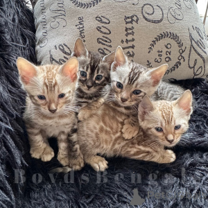 Zdjęcie №1. kot bengalski - na sprzedaż w Berlin | negocjowane | Zapowiedź № 163540