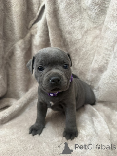Zdjęcie №1. staffordshire bull terrier - na sprzedaż w Øsløs | negocjowane | Zapowiedź №169931